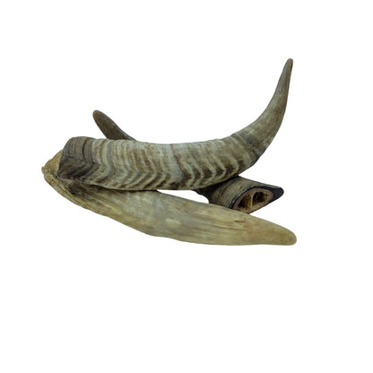 Twin Pack Goat Horn