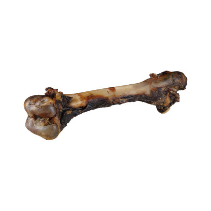袋鼠大腿骨